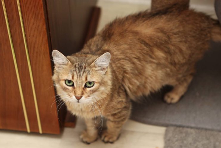 Кошечка Майя с изумрудными глазами ищет дом