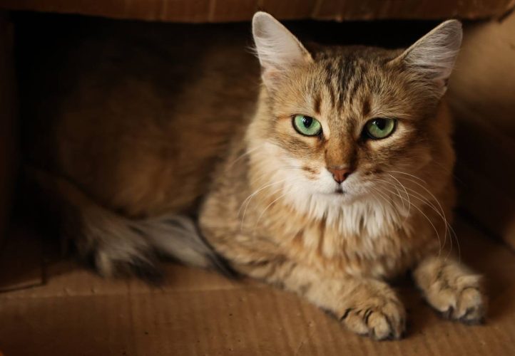 Кошечка Майя с изумрудными глазами ищет дом