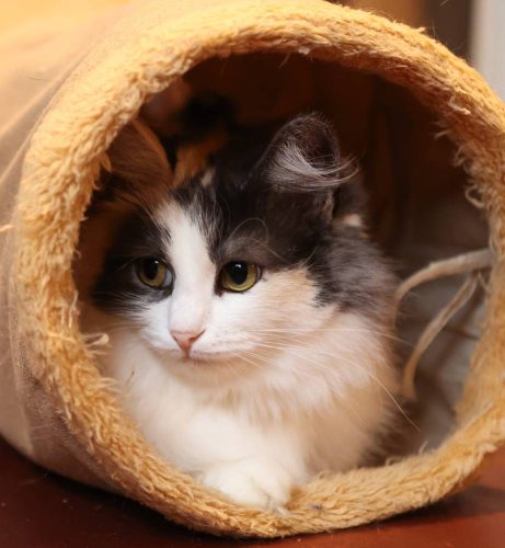 Кошечка Моника ищет дом