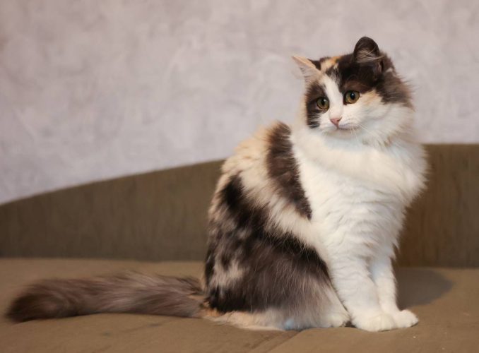 Кошечка Моника ищет дом