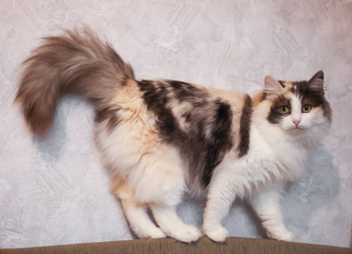 Кошечка Моника ищет дом