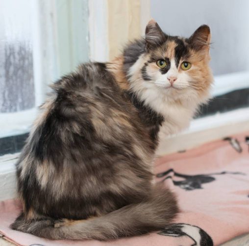 Кошечка Мотли ищет дом