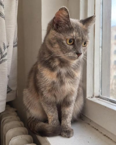 Кошка Нюра ищет дом