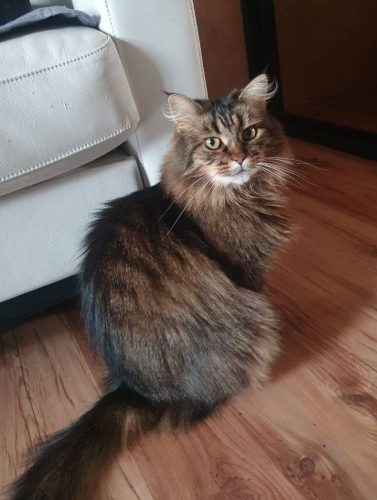 Кошка Мисти ищет дом