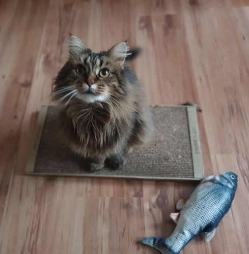 Кошка Мисти ищет дом