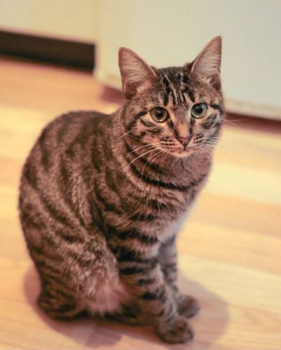 Кот Пряник цвета табби