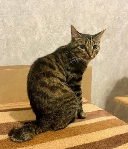 Кот Пряник цвета табби ищет дом