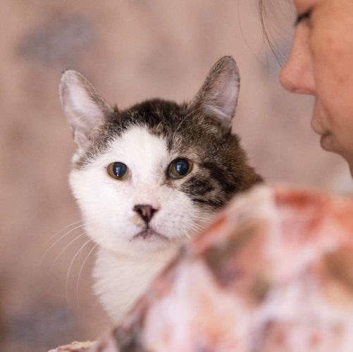 Наши котики pups1