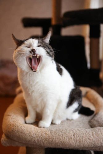 Наши котики pups2