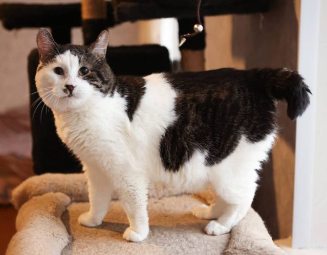 Наши котики pups3