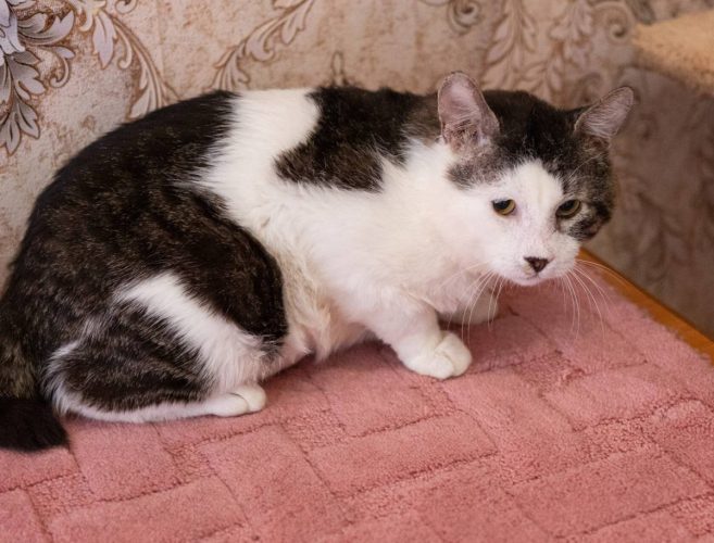 Наши котики pups4