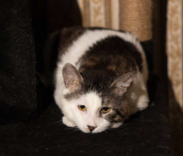 Наши котики pups5