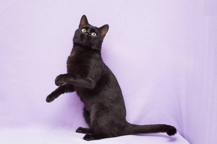 Черный кот Степан ищет дом