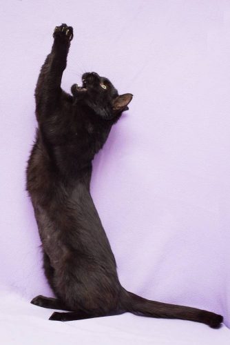 Черный кот Степан ищет дом