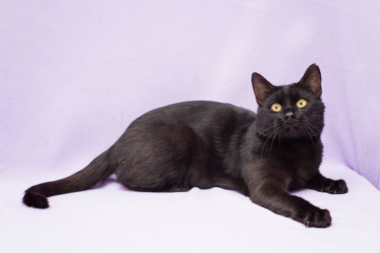 Черный кот Степан ищет дом