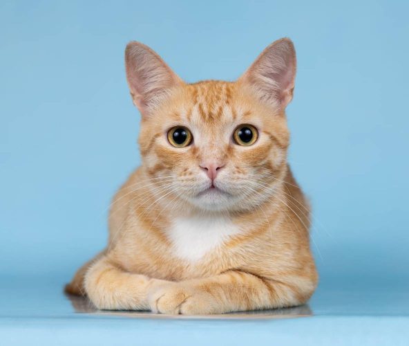 Наши котики rom1s