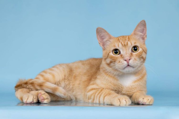 Наши котики rom2s