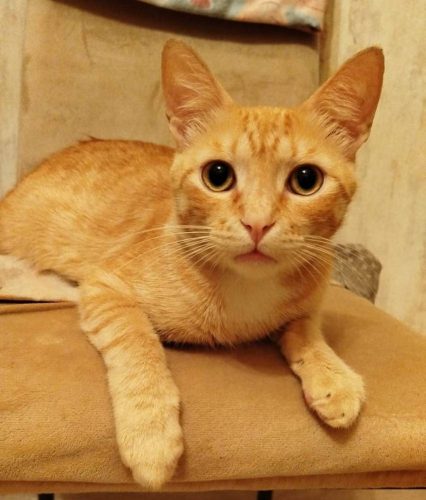 Наши котики rom3s