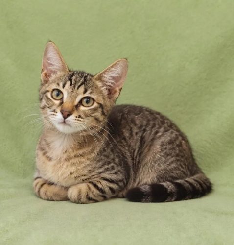 Котёнок Смурфик ищет дом