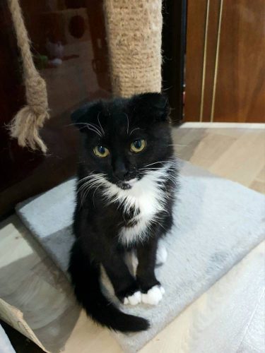 Котик Том ищет дом