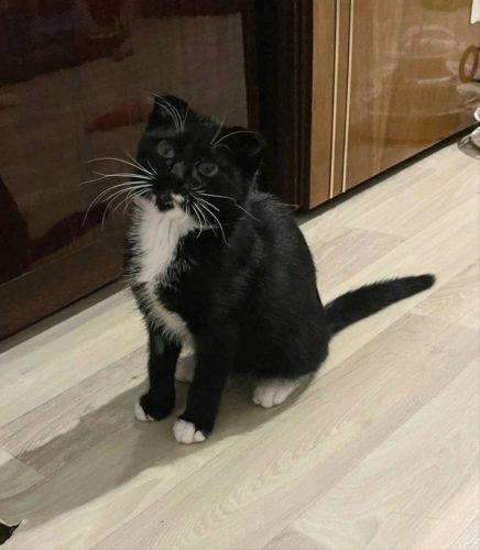 Котик Том ищет дом