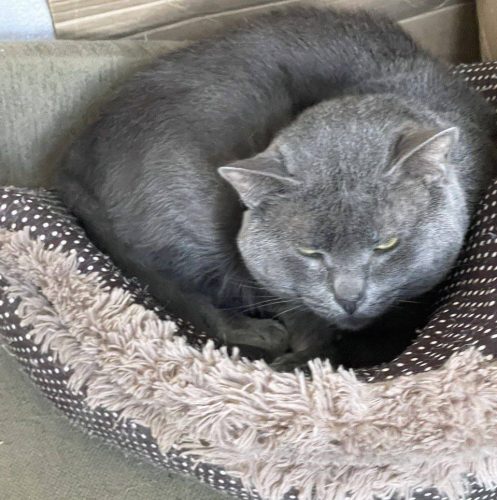 Британский кот ищет дом