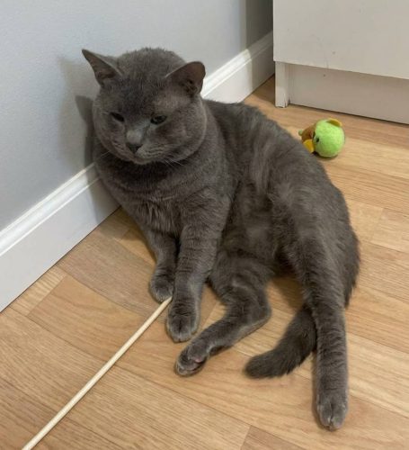 Британский кот ищет дом