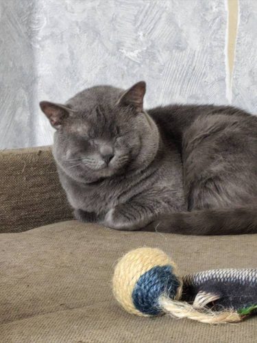 Британский кот ищет дом