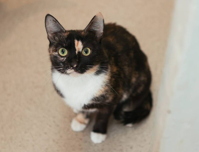 Кошечка Трейси ищет дом