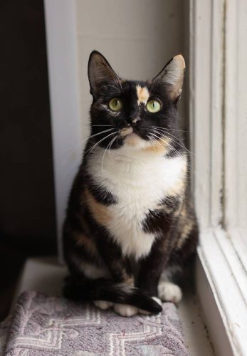 Кошечка Трейси ищет дом