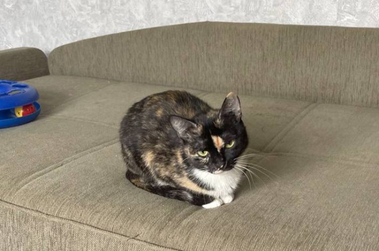 Кошечка Трейси ищет дом