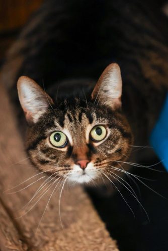 Кошка Маняша ищет дом