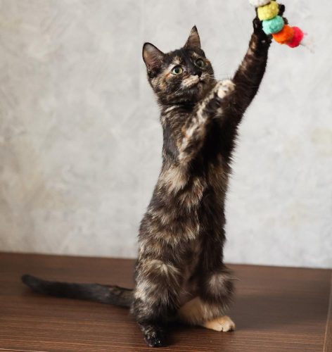 Кошечка Луиза ищет дом