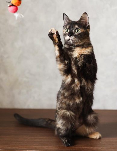 Кошечка Луиза ищет дом