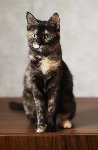 Кошечка Луиза ищет дом