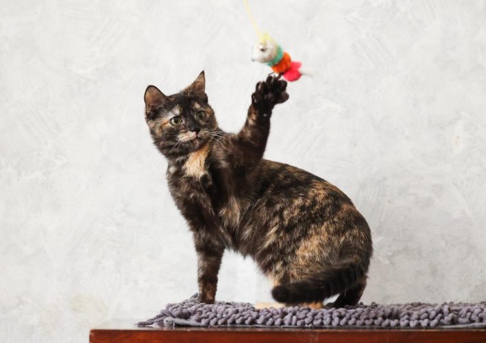 Кошечка Луиза ищет дом