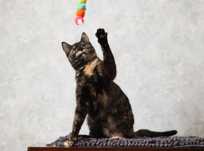 Кошечка Луиза ищет дом