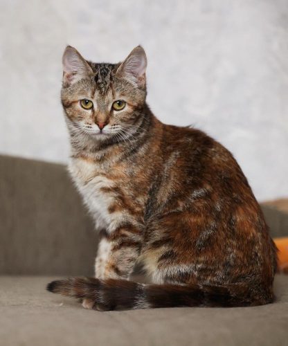 Кошечка Лулу ищет дом