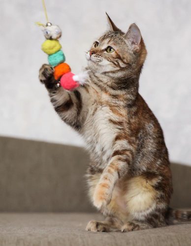 Кошечка Лулу ищет дом