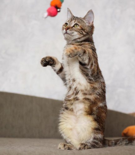 Кошечка Лулу ищет дом