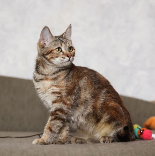 Кошечка Лулу ищет дом