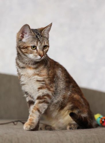 Кошечка Лулу ищет дом