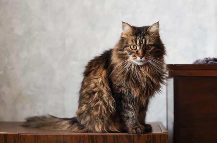 Кошка Мисти ищет дом