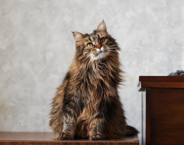 Кошка Мисти ищет дом