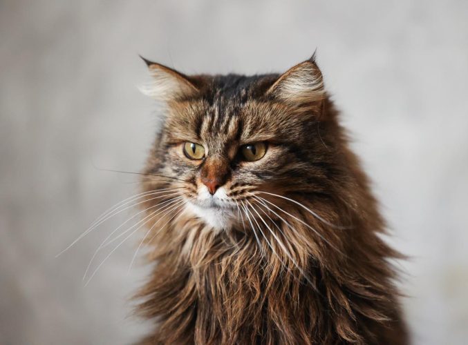 Кошка Мисти ищет дом