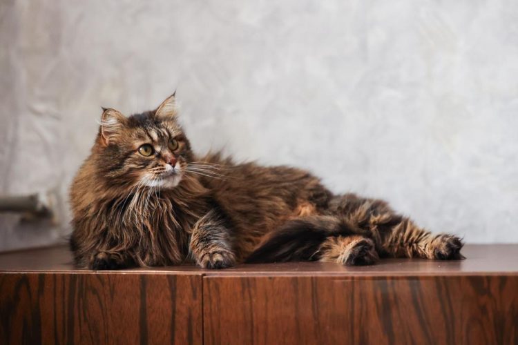 Кошка Мисти ищет дом