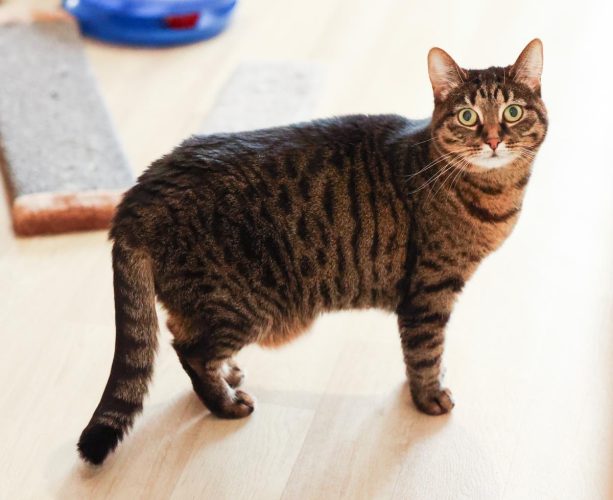 Кошка Маняша ищет дом