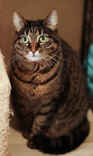 Кошка Маняша ищет дом