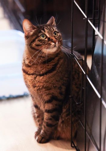 Кошка Маняша ищет дом