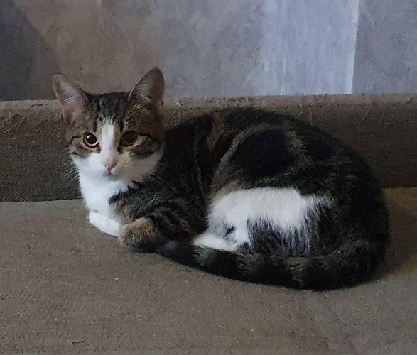 Кошечка Зои ищет дом